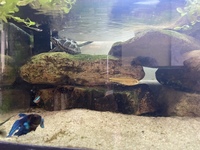 Turtle, fish and tank for sale