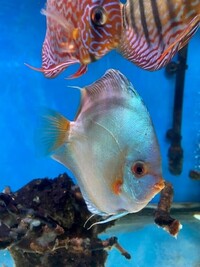 Discus Available Faversham