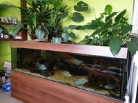 Open to offers. MUST GO. Custom design Euro braced 750litre tank & stand.