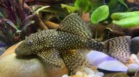 PLECOS BRISTLE NOSE 2- 3 INCH