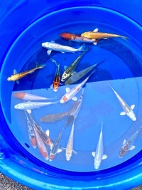 lots of koi carp and other species
