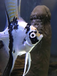 Angelfish