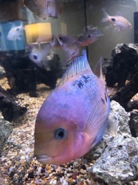 American Cichlids for sale £250