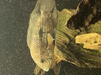 American Cichlids for sale £250