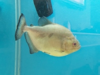 6ft x 2ft x 30 inch Aquarium + PIRANHA fish