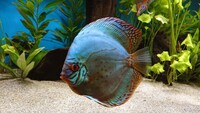 9 Stendker Discus for Tropical Fish Tank Aquarium
