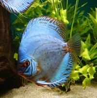9 Stendker Discus for Tropical Fish Tank Aquarium
