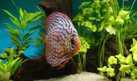 9 Stendker Discus for Tropical Fish Tank Aquarium