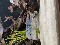 Gymnogeophagus labiatus full grown breeding pair