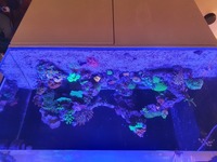 Reef Livestock in Full marine set up Manchester