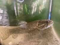 Hoplias malabaricus (freshwater wolf fish) for sale