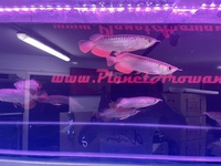 SPECIAL OFFER AROWANA