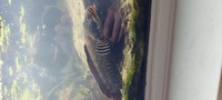  free Snakehead channa ornatapinnis sp x6