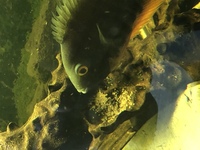 Breeding Group of Green Severums.