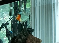 6ft x 2ft x 30 inch Aquarium + PIRANHA fish