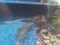 4 fish