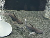 2 young iridescent sharks
