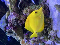 Yellow tang (£400)