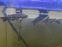 3 eclipse catfish