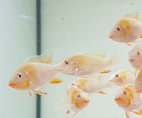 Sold/Reserved - Albino Acarichthys heckelii