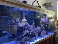 5FT COMPLETE REEF FOR SALE INC LIVE STOCK £2K O.N.O