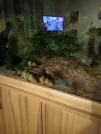 Full set up 5ft tropical tank and stand