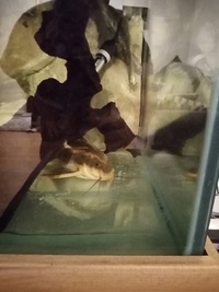 Full set up 5ft tropical tank and stand