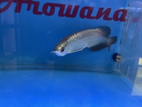 PLANET AROWANA NEW STOCKIST OF AROWANA