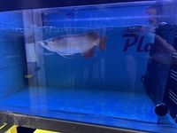 PLANET AROWANA NEW STOCKIST OF AROWANA