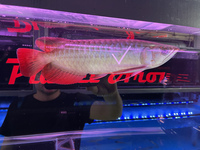 PLANET AROWANA NEW STOCKIST OF AROWANA