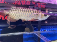 PLANET AROWANA NEW STOCKIST OF AROWANA