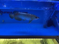 PLANET AROWANA NEW STOCKIST OF AROWANA