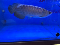 PLANET AROWANA NEW STOCKIST OF AROWANA