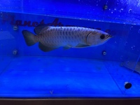 PLANET AROWANA NEW STOCKIST OF AROWANA