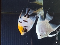 Adult angelfish for sale