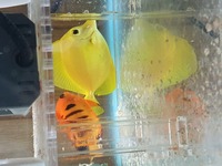 Yellow tang and flame angle