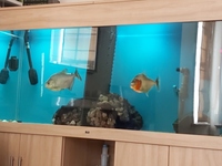 6ft x 2ft x 30 inch Aquarium + PIRANHA fish