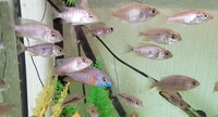 Various Peacock Cichlids for sale
