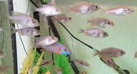 Various Peacock Cichlids for sale