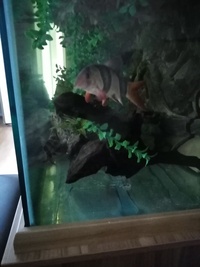 Full set up 5ft tropical tank and stand