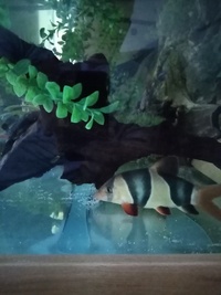 Full set up 5ft tropical tank and stand