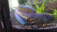 Golden Cobra Snakehead (Ch. Aurantimaculata) sub adult PAIRS, REDUCED £250/PAIR