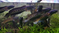 Golden Cobra Snakehead (Ch. Aurantimaculata) sub adult PAIRS, REDUCED £250/PAIR