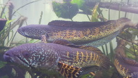 Golden Cobra Snakehead (Ch. Aurantimaculata) sub adult PAIRS, REDUCED £250/PAIR