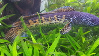 Golden Cobra Snakehead (Ch. Aurantimaculata) sub adult PAIRS, REDUCED £250/PAIR
