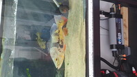 JOBLOT AMERICAN CICHLIDS £250 FOR ALL