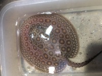 Mini Marble Motoro Stingray pups for sale £250