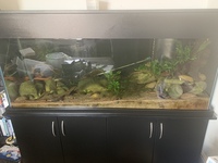 5ft (60x24x18) 425L Fresh Water Fish Tank + Stand, Light Filter, Media and MORE.