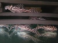 L46 - L173 - L399 - Pleco