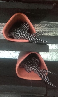 L46 - L173 - L399 - Pleco